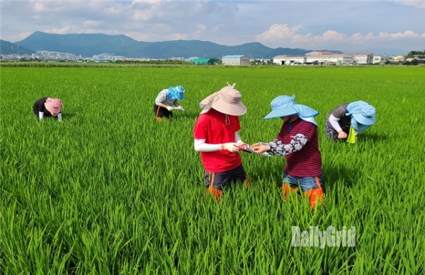 벼 병해충 순회 예찰 활동 (사진=부산시)