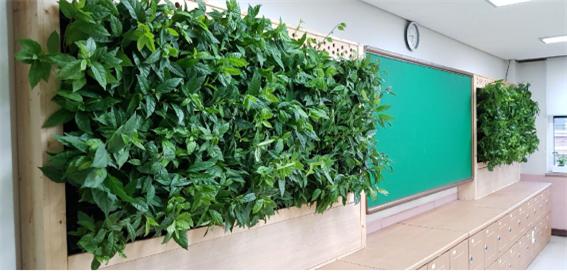 초등학교에 보급한 빌레나무가 실내공기질 습도조절과 미세먼지를 저감하는 효과가 있는 것으로 나타났다.