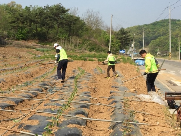 농협 상호금융마케팅지원부 임직원들이 9일 자매결연 마을인 경기도 연천의 노동리 마을에서 봉사활동을 하고있다.