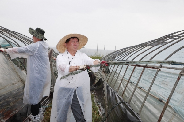 같은 날, 성모 농협상호금융 대표이사가 비닐하우스가 파손된 농가를 찾아 복구 작업을 하고 있다.