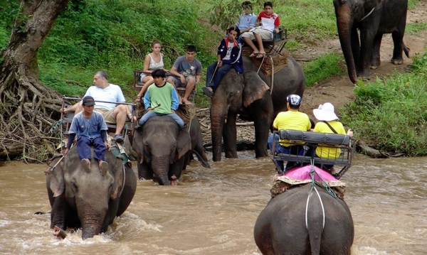 ▲사진=태국 매땡 코끼리 캠프