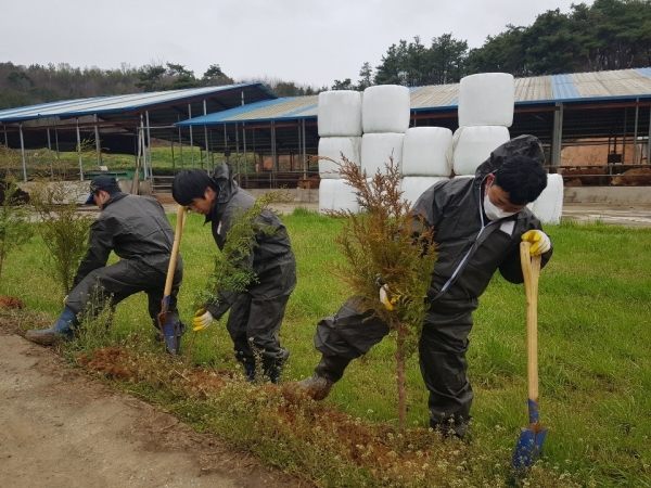 전북 순창의 축산농가 주변에 방취림 조성을 위해 편백나무를 식재하고 있다.[사진 농협 제공]