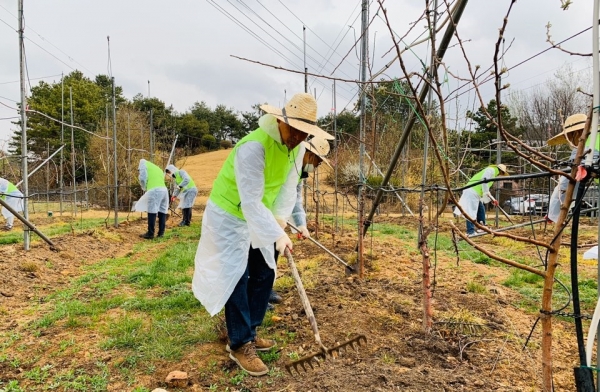 김태환 축산경제대표이사 등 임직원 20여명이 사과과수원 묘목평탄화 작업을 하고 있다.[사진 농협 제공]