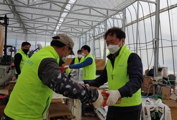 농협중앙회 기획조정본부 권준학 본부장(오른쪽)과 임직원들이 20일 경기 평택시 소재 육묘장에서 일손돕기를 하고 있다.