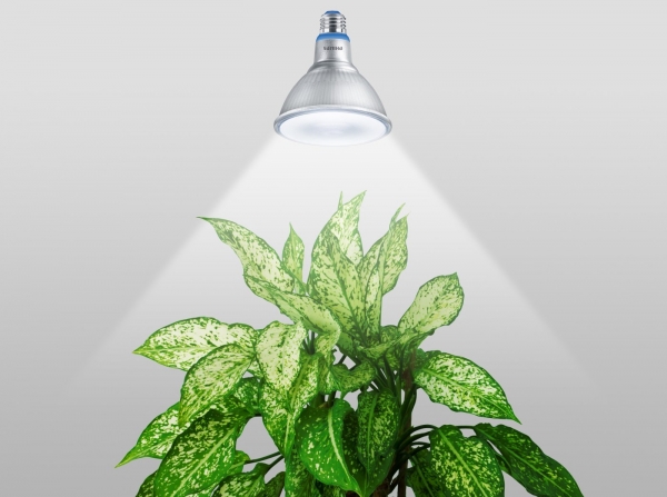 필립스 LED 가정용 식물등 (1)