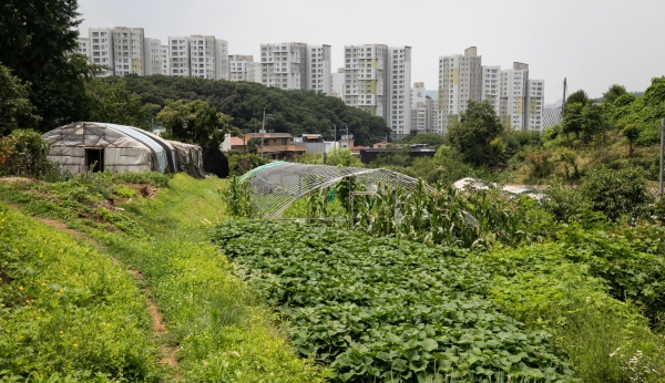 사진 = 서울 내곡동 일대 개발제한구역(그린벨트) 지역에서 본 아파트 단지 모습 (뉴스1 제공)