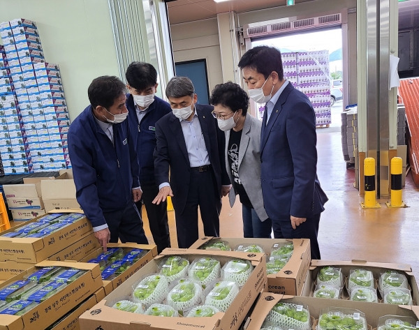 경북 서상주농협유통센터에서 김재기 NH농협무역 대표이사가 캠밸포도 수출 상품을 점검하고 있다.