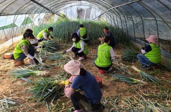 농협 직원과 도시민 자원봉사자들이 경기 고양시 덕양구 소재 농가에서 대파 수확작업을 돕고 있다.
