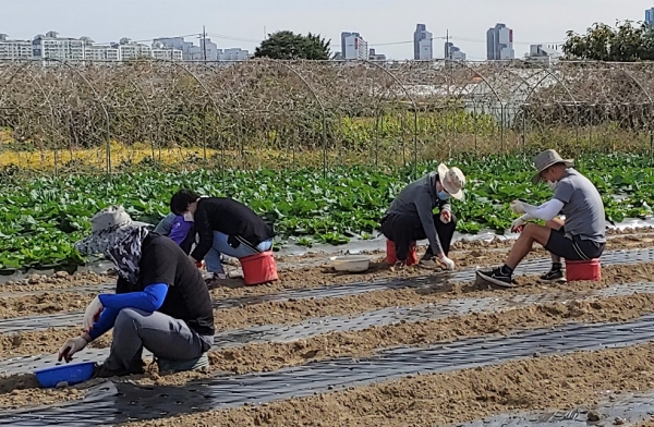 회원경영컨설팅부와 경기 송포농협 직원들이 23일 농가에서 마늘 파종작업을 하고 있다.