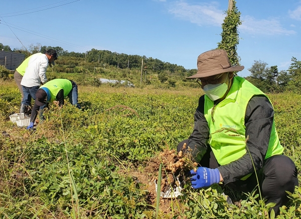 농협 농가소득지원부 김응규 국장과 임직원들이 땅콩농가를 방문해 수확철 일손돕기를 하고 있다