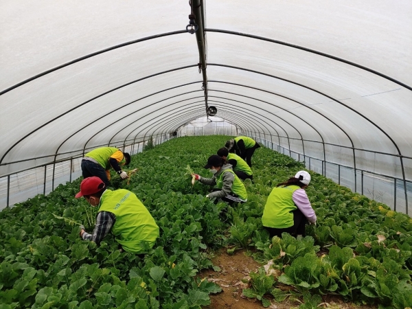 임직원들이 21일 경기 이천 백사면에 소재한 농가에서 채소 수확작업을 하고 있다.
