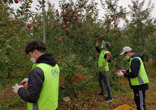 농협중앙회 서울지역본부와 GKL 직원들이 경기 포천시 창수면  농가에서 사과 수확작업을 하고 있다.﻿